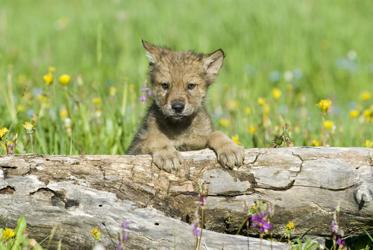 Fototapeta Gray wolf cub in field of spring flowers. 