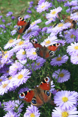 Three peacock caterpillars © pioregur