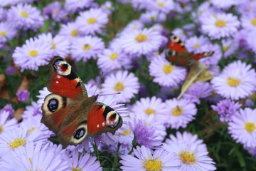 Peacock caterpillar