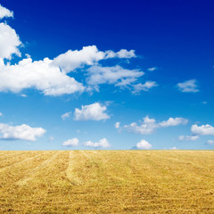 Autumn field on a background of the blue sky and white clouds.