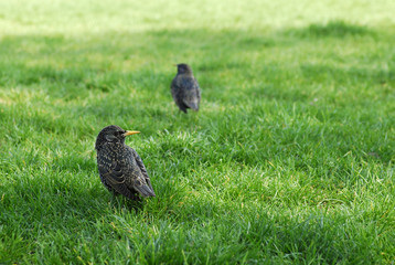 Starlings