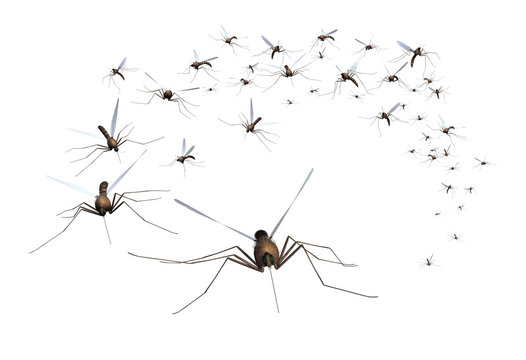 A swarm of mosquitos - grab the bug spray! 3D render.