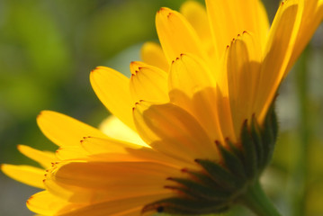 yellow daisy