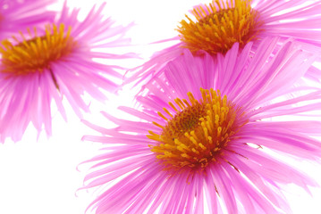 Fototapeta premium pink aster flowers