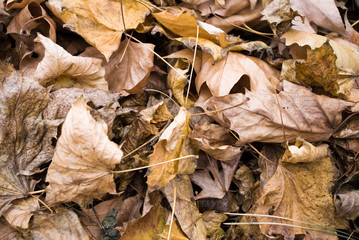 Fototapeta premium Feuilles mortes en automne