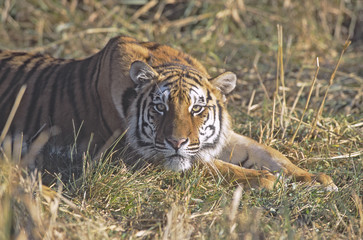 Fototapeta na wymiar Tiger glaring ,with menace, at photographer