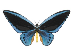 Illustration of a butterfly, Birdwing, ray-traced image