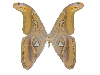 Fototapeta na wymiar Illustration of a butterfly, Atlas, ray-traced image