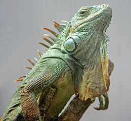 Iguane verte 1