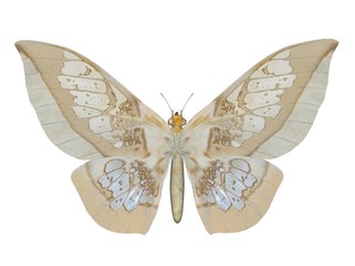 Illustration of a butterfly, Glasswing, ray-traced image