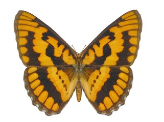 Illustration of a butterfly, Chequered Skipper, ray-traced image
