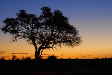 Fototapeta na wymiar sunset żyrafa +