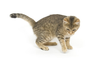 Kitten playing