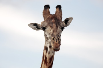 Naklejka premium Masai or Kilimanjaro Giraffe 