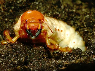 Engerling_01 © ChriSes