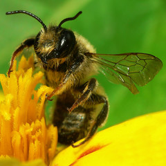 Erdbiene( Andrena florea )_03