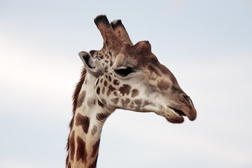 Naklejka premium Masai or Kilimanjaro Giraffe 