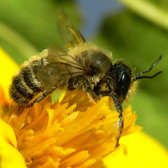 Erdbiene( Andrena florea )_01