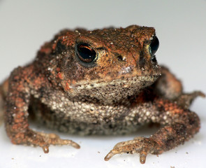 Erdkröte (Bufo bufo)_02