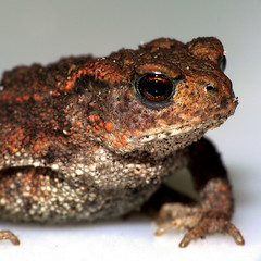 Erdkröte (Bufo bufo)_01