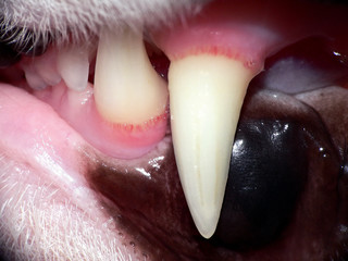 Katzengebiss_02