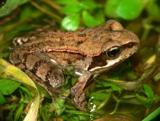 Grasfrosch_04