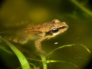 Grasfrosch_01