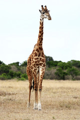 Masai or Kilimanjaro Giraffe 