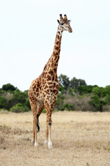 Masai or Kilimanjaro Giraffe 