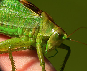 Grünes Heupferd  (Tettigonia viridissima)_01