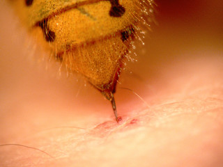 Hornisse( Vespa crabro )_03