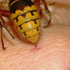 Hornissen ( Vespa crabro )_2 © ChriSes