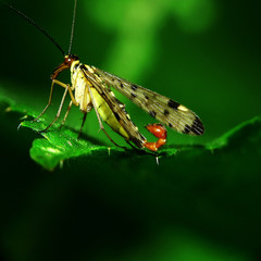 Gemeine Skorpionsfliege (Panorpa communis)