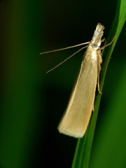 Schmetterling,Agriphila inquinatella