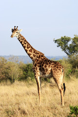 Naklejka na ściany i meble Masai lub Kilimanjaro Giraffe
