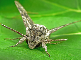 Naklejka premium Windenschwärmer ( Agrius convolvuli)_07