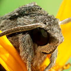 Windenschwärmer ( Agrius convolvuli)_05