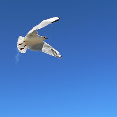 Fototapeta premium Silberkopfmöwe ( Larus novaehollandia _03
