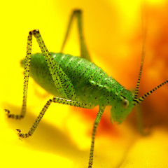 Punktierte Zartschrecke_06