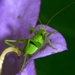 Punktierte Zartschrecke_03
