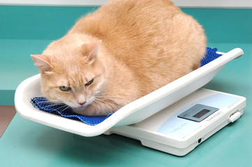 Cat in a veterinarian office.