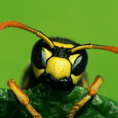 Franz&ouml;sische Feldwespe ( Polistes dominulus )_02