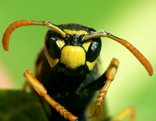 Franz&ouml;sische Feldwespe ( Polistes dominulus )_01