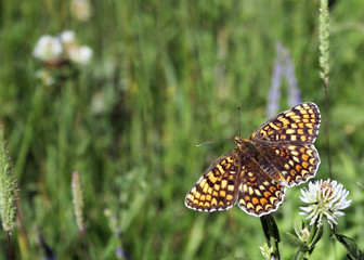 Bright and making butterfly