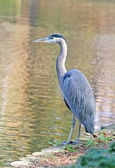 Great Blue Heron - Ardea herodias