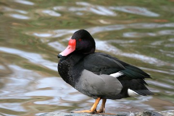 Rosy-billed pochard - Netta peposaca