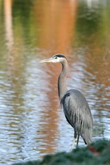 Great Blue Heron - Ardea herodias