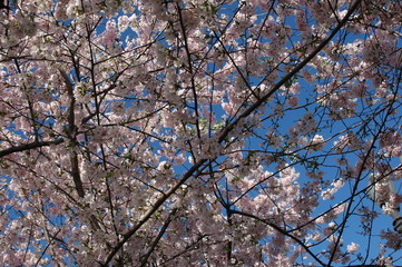 Obraz premium Cherry Blossoms