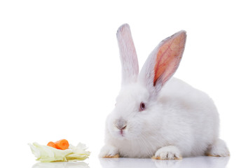 white rabbit with vegetables