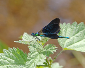 Blue dragonfly resting on a green leaf of the plant in pond